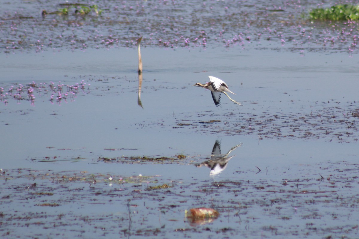 fasanbladhøne - ML646644288