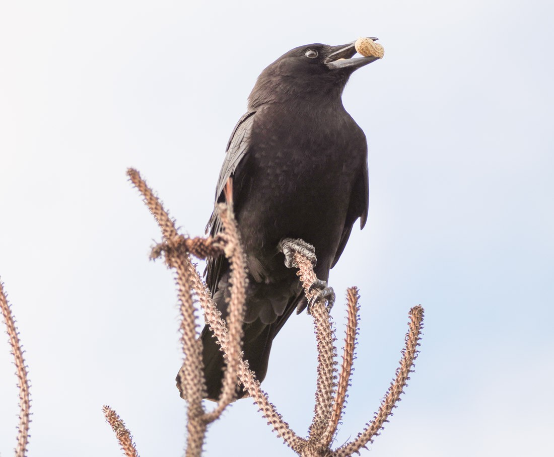 American Crow - ML646644289