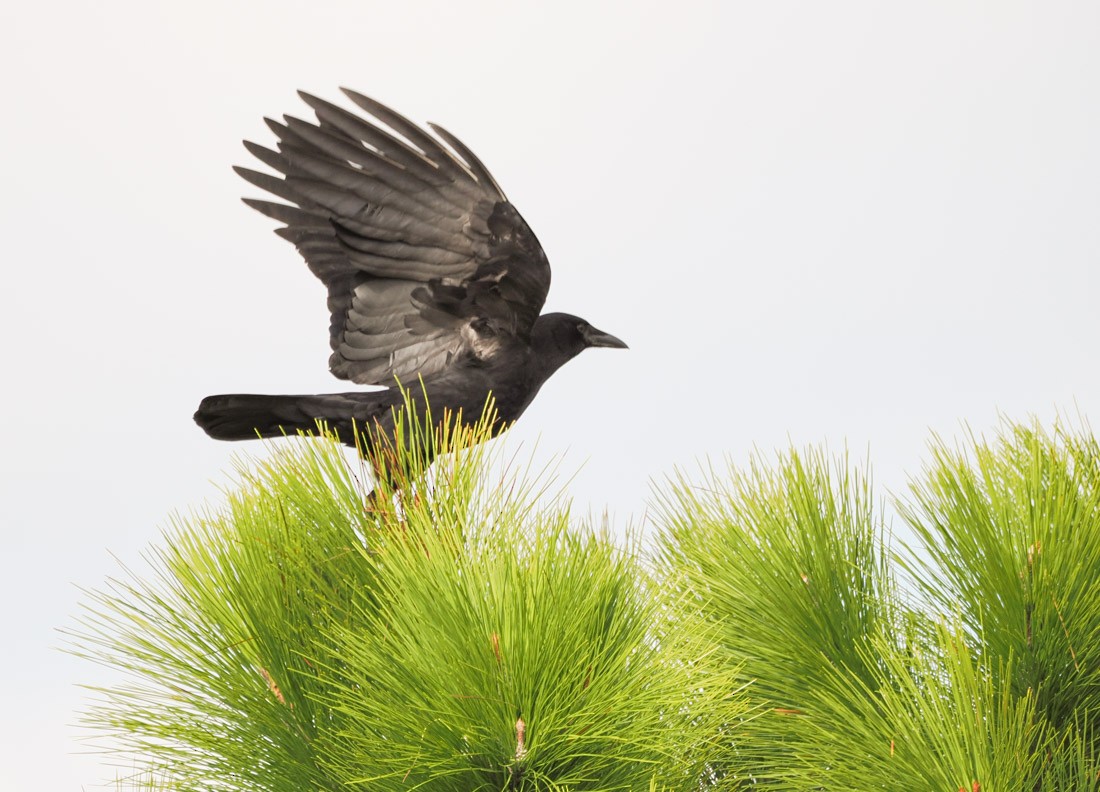 American Crow - ML646644290