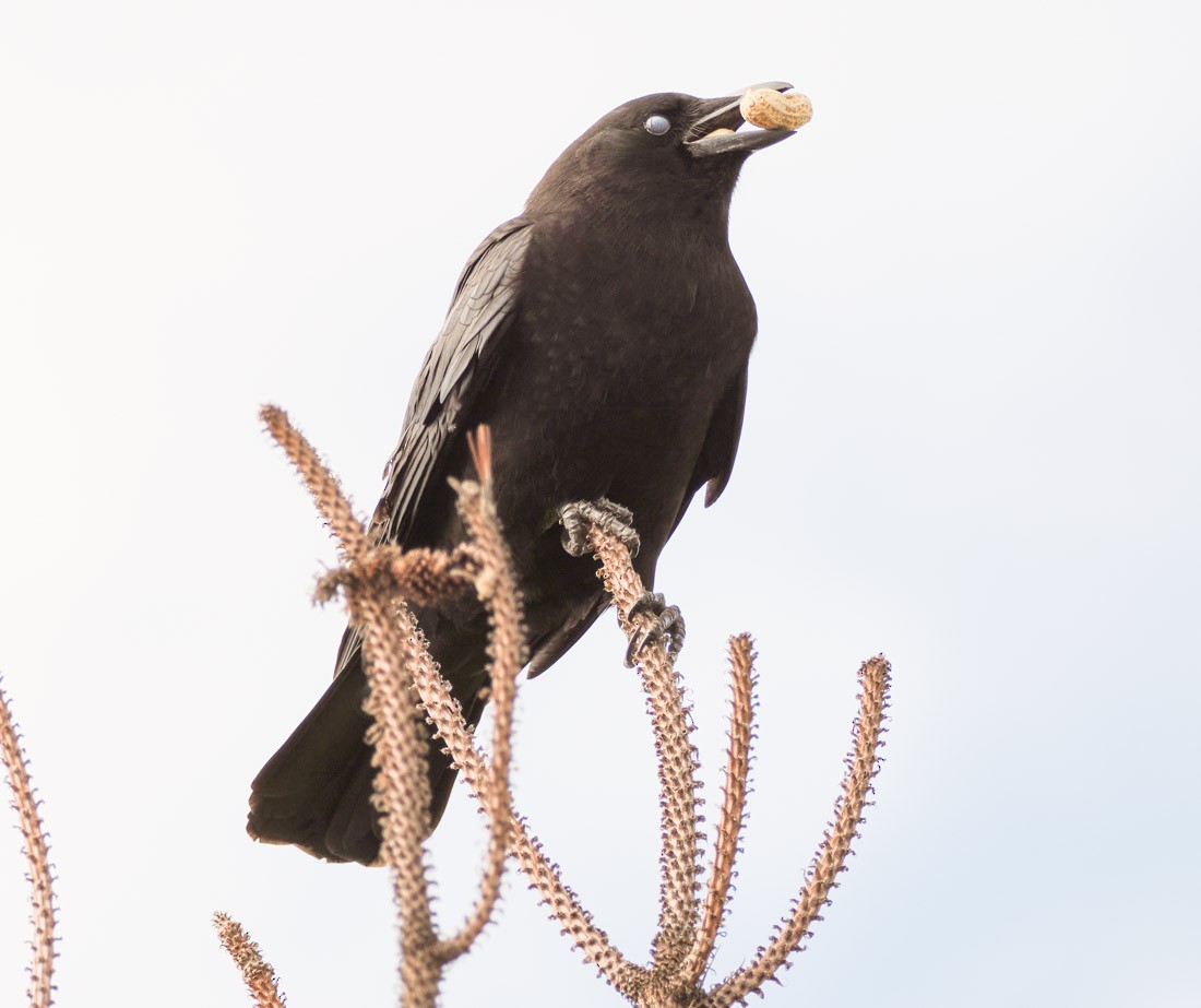 American Crow - ML646644291