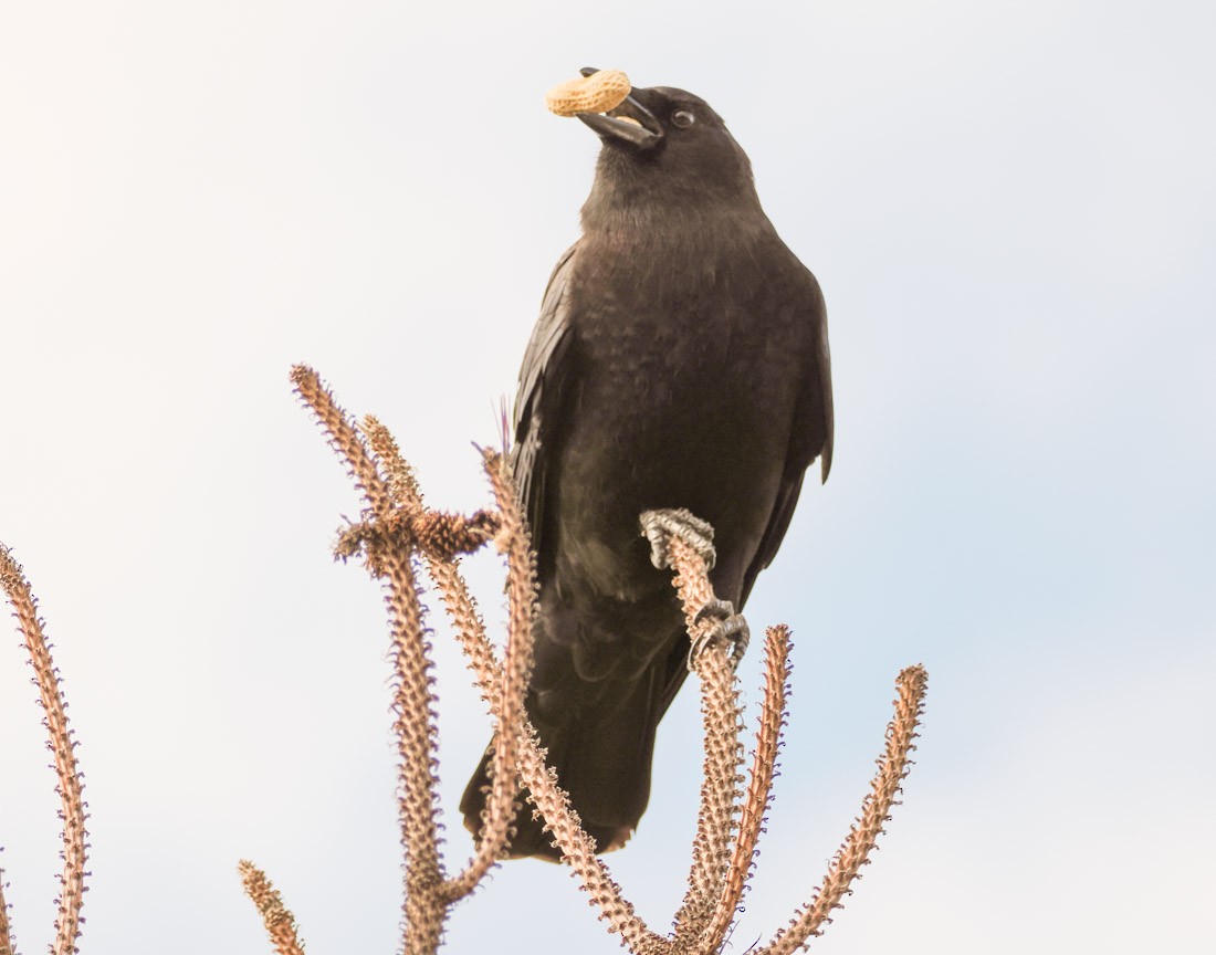 American Crow - ML646644292