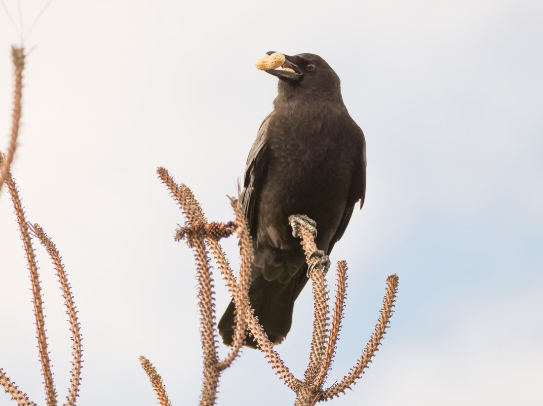 American Crow - ML646644293
