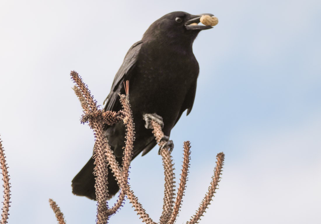 American Crow - ML646644294