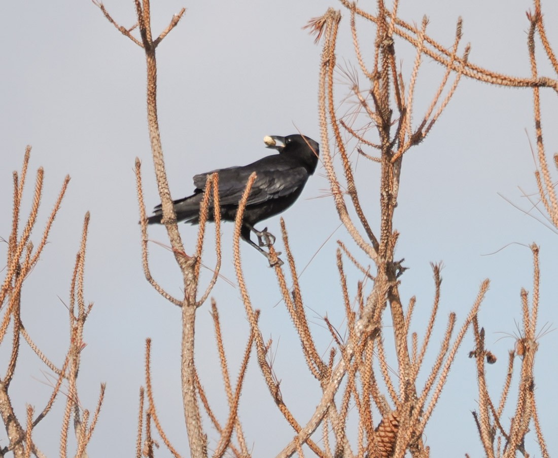 American Crow - ML646644295