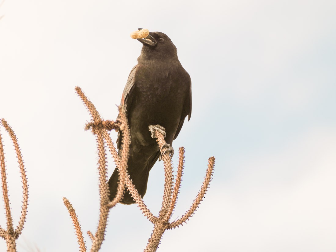American Crow - ML646644296