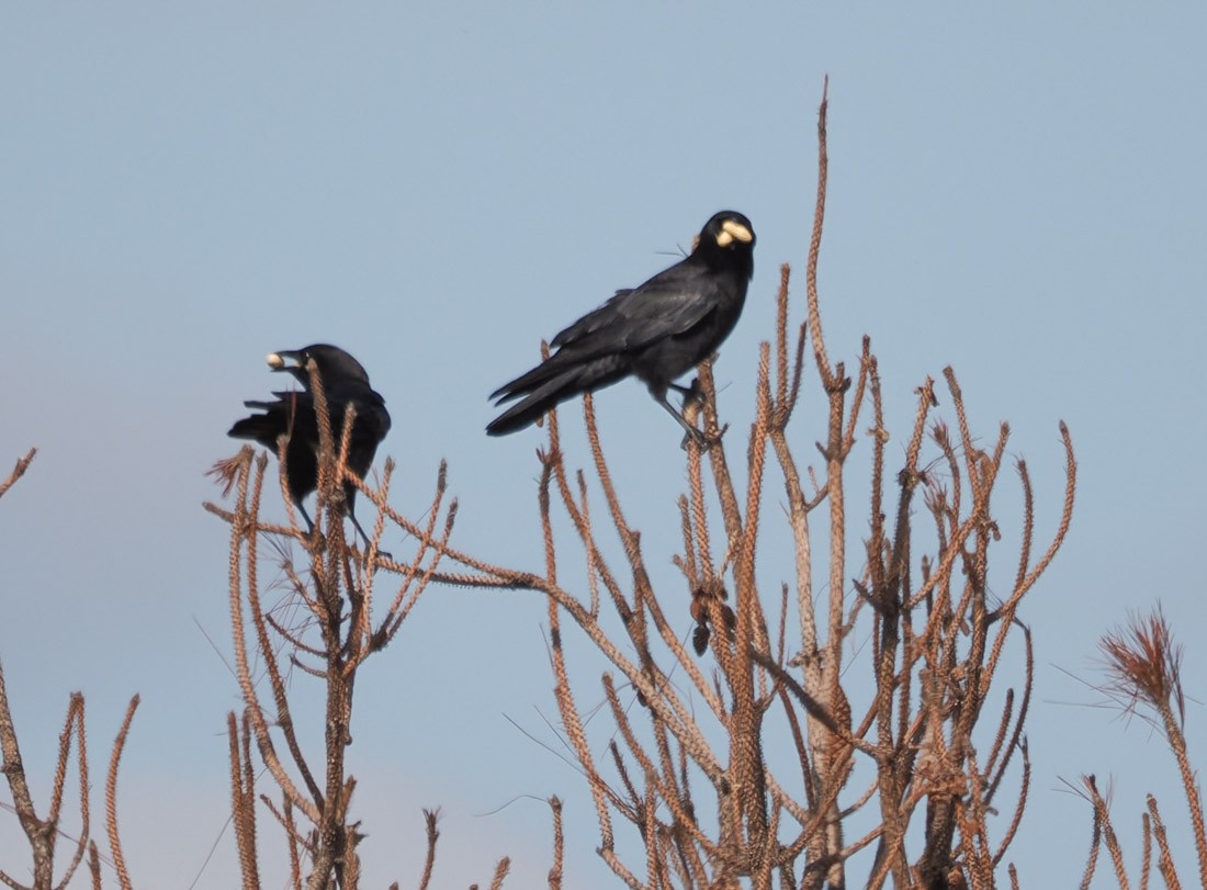 American Crow - ML646644297