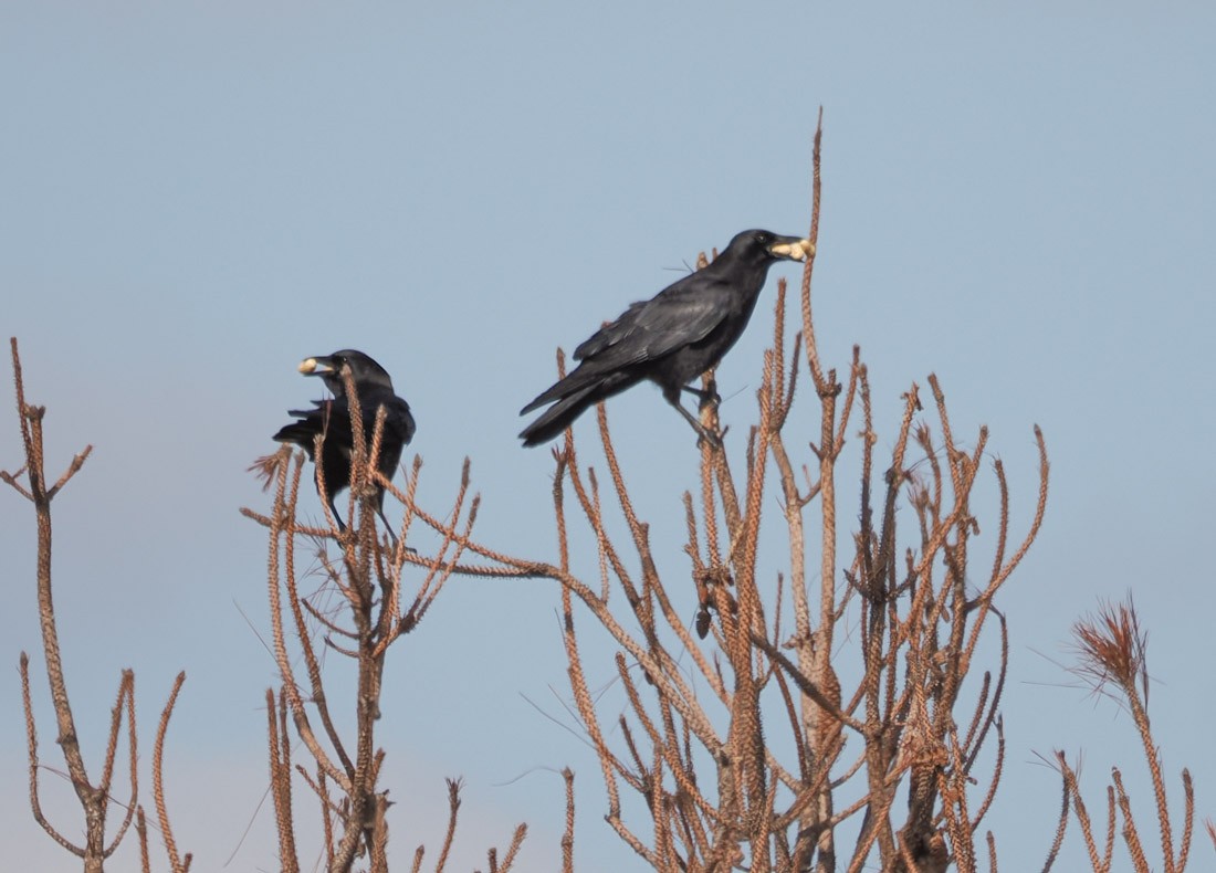 American Crow - ML646644298