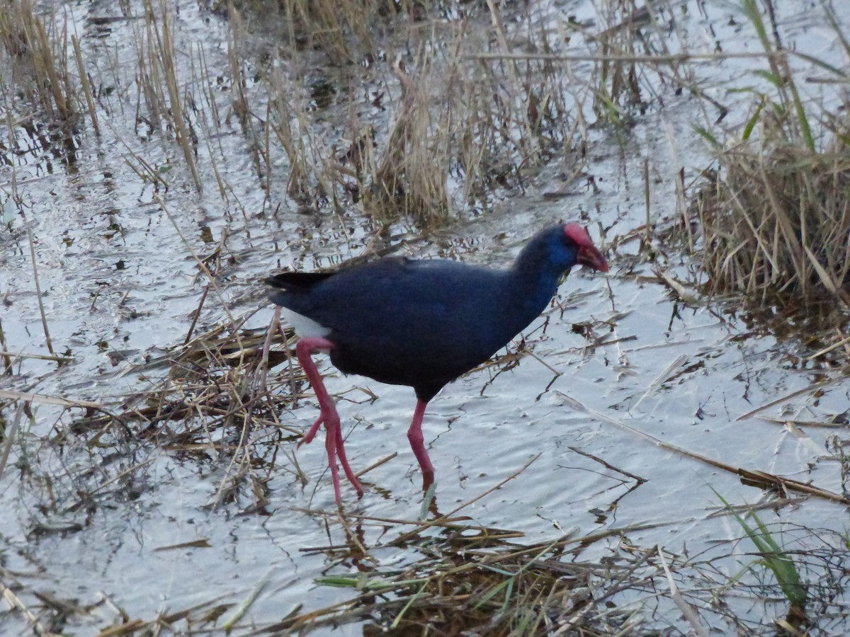 Western Swamphen - ML646644299
