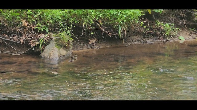 Wood Duck - ML646644300
