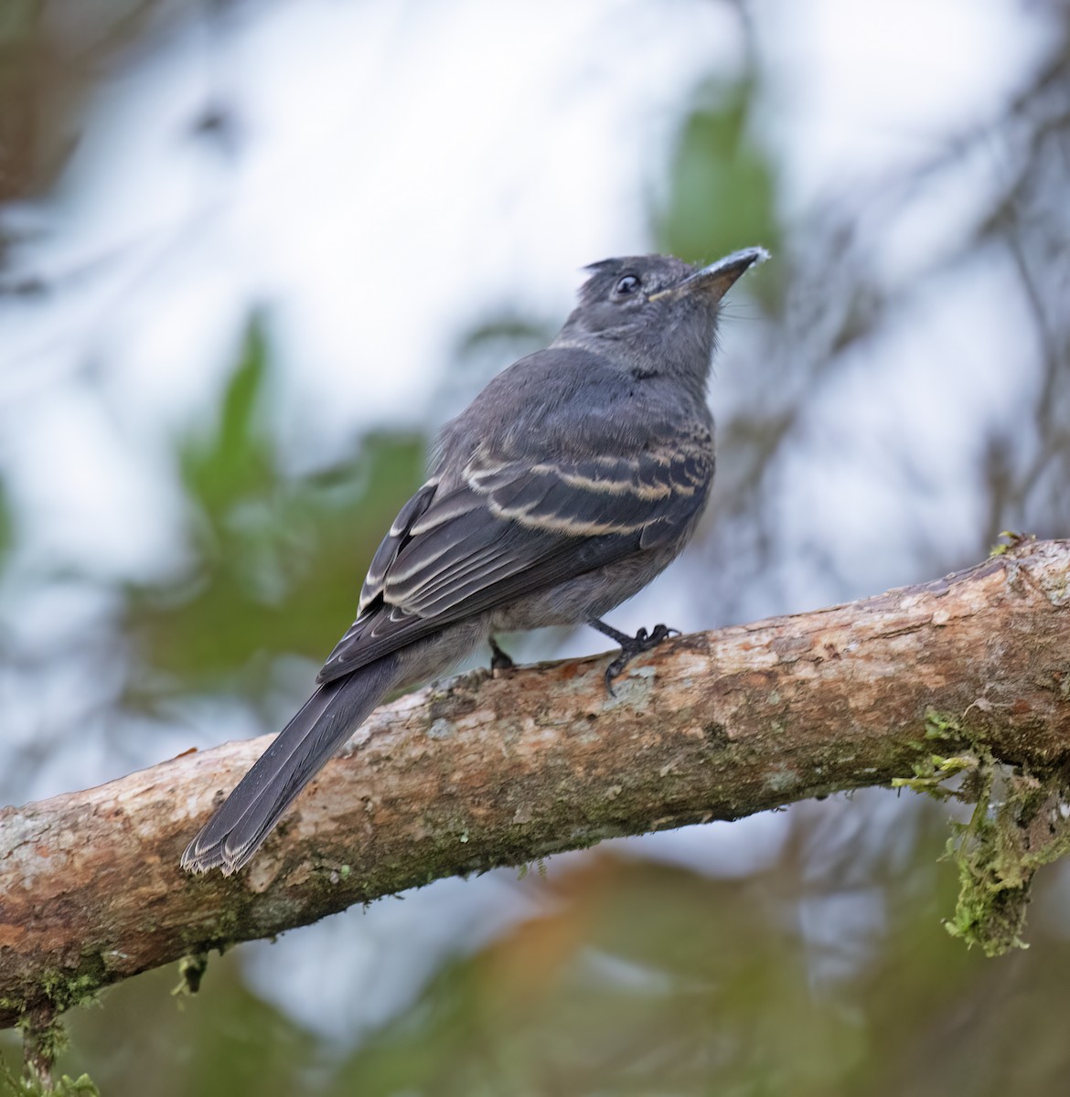 Smoke-colored Pewee - ML646644301