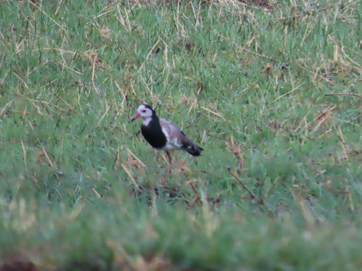 White-crowned Lapwing - ML646644302