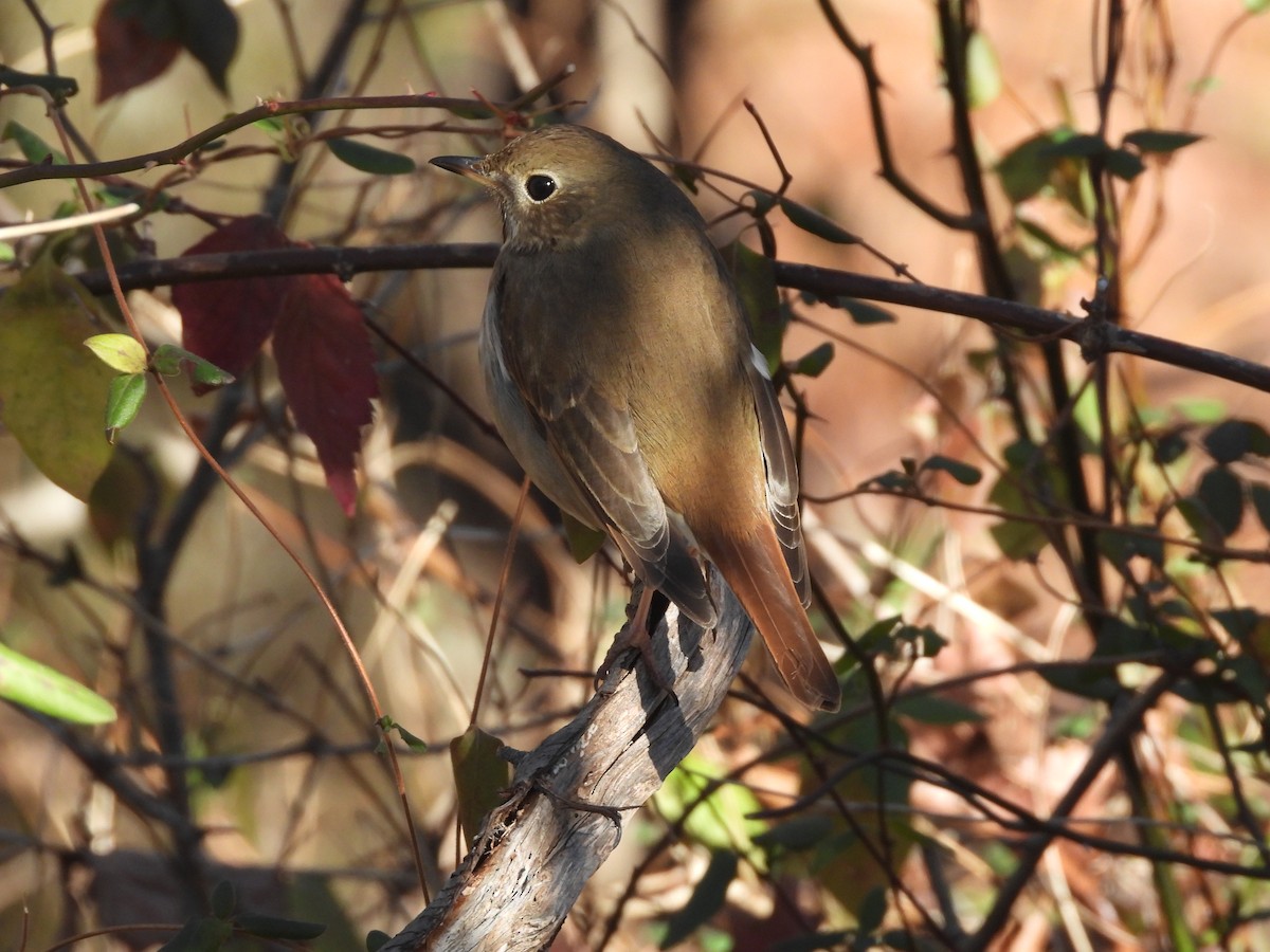 Hermit Thrush - ML646644303