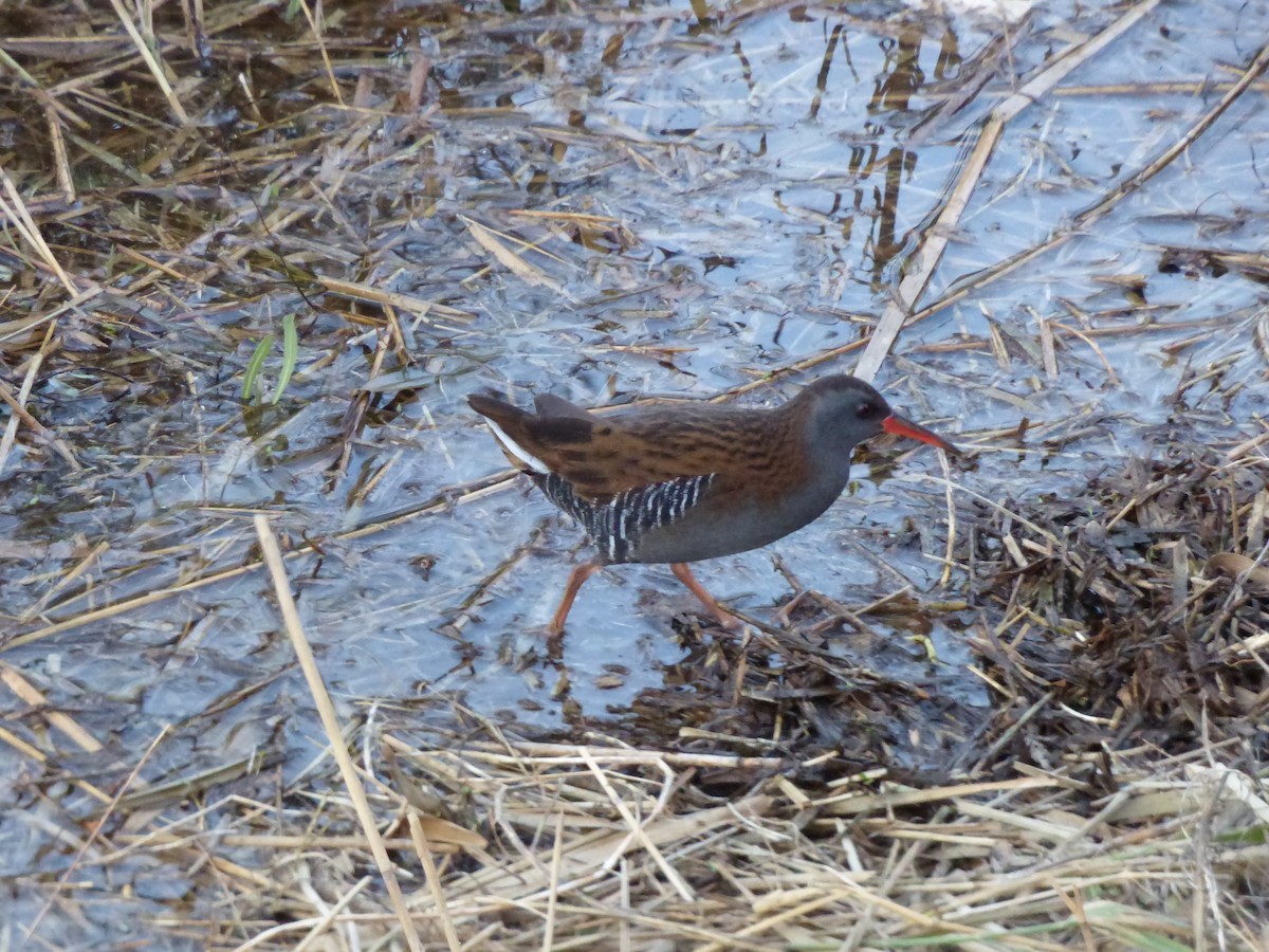 Water Rail - ML646644305