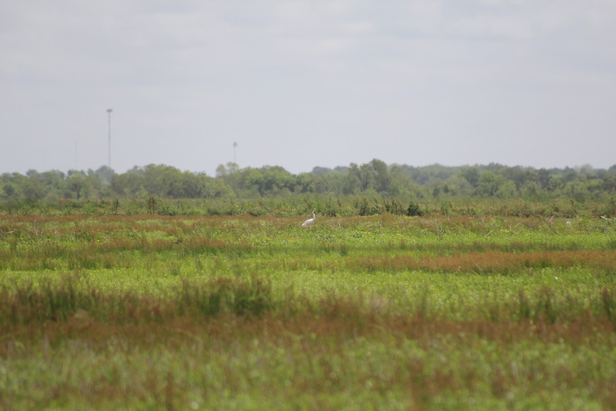 Whooping Crane - ML646644306