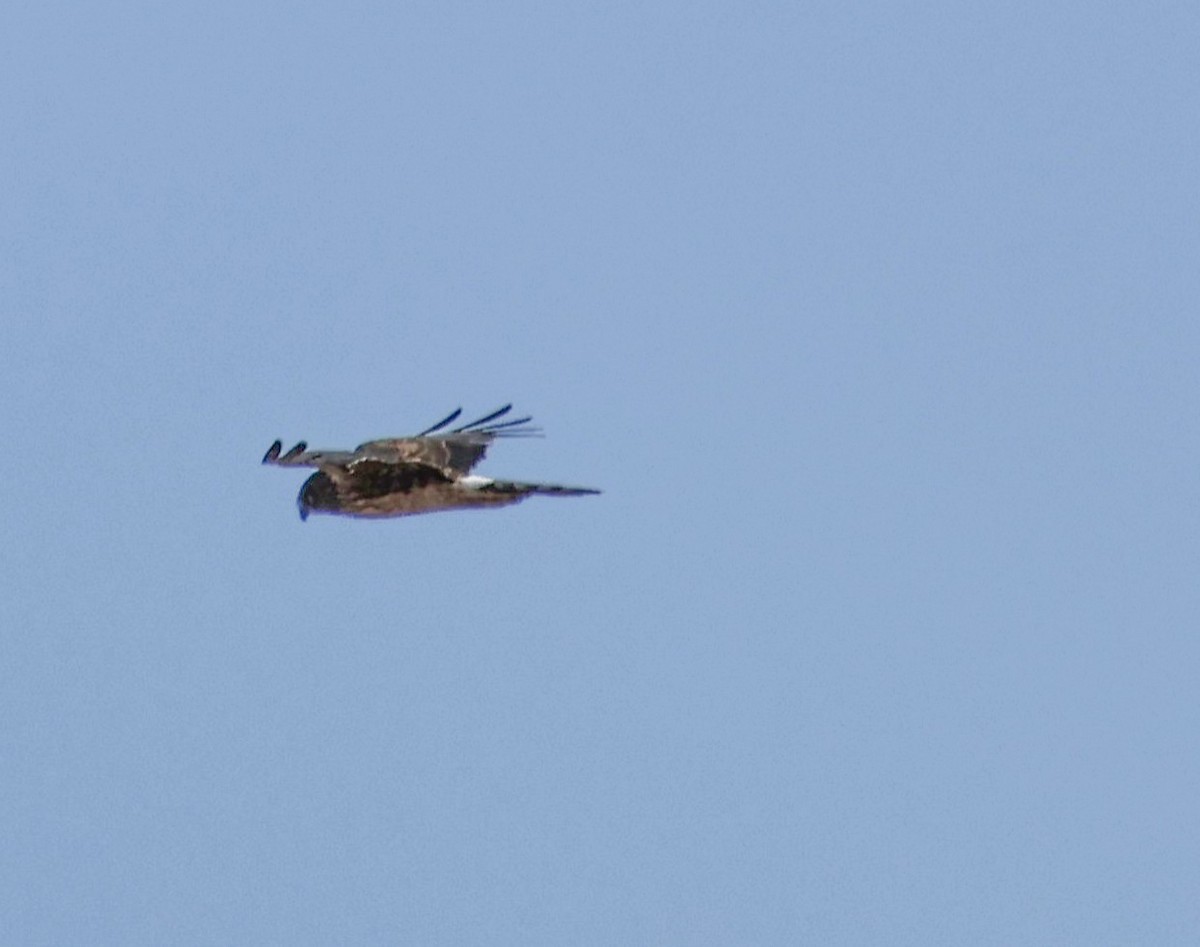 アメリカハイイロチュウヒ - ML646644310