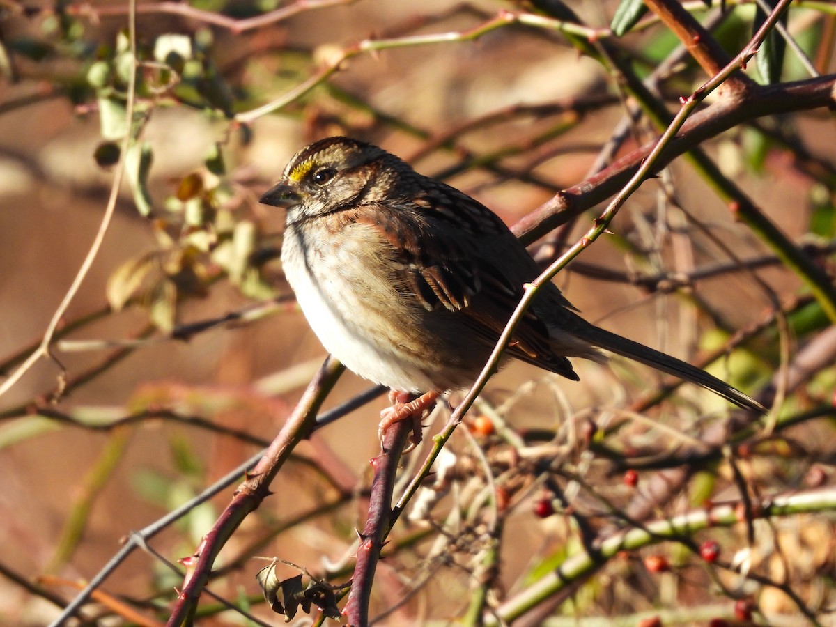 White-throated Sparrow - ML646644311