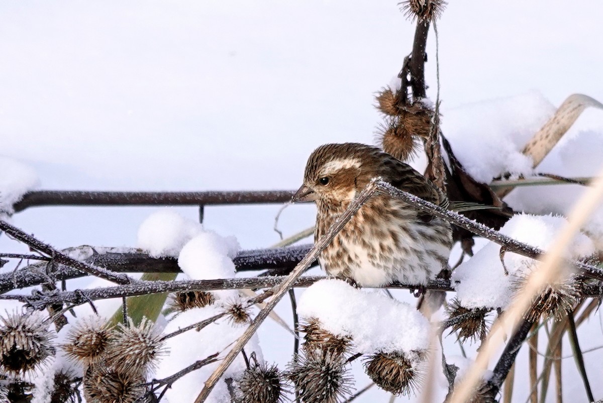 Пурпурная чечевица - ML646644312