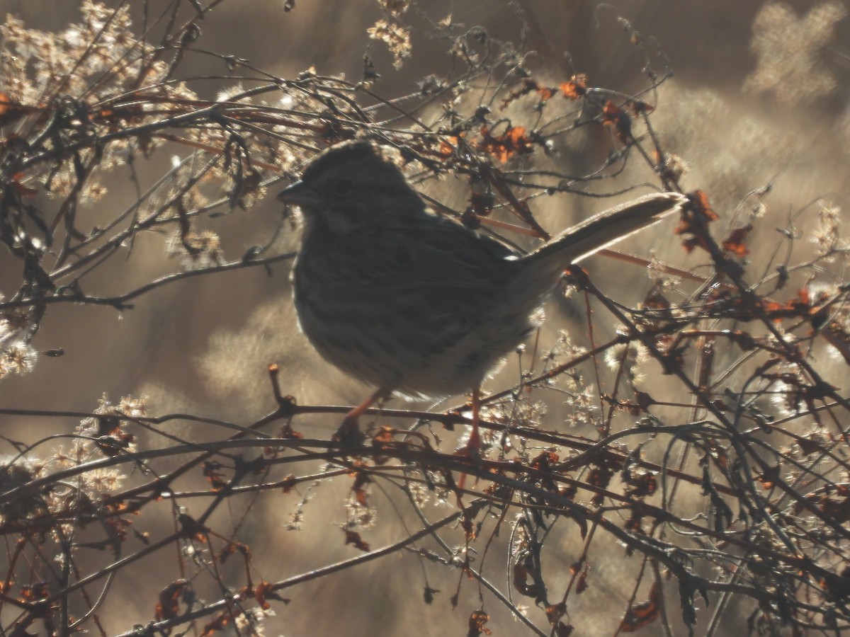 Song Sparrow - ML646644316
