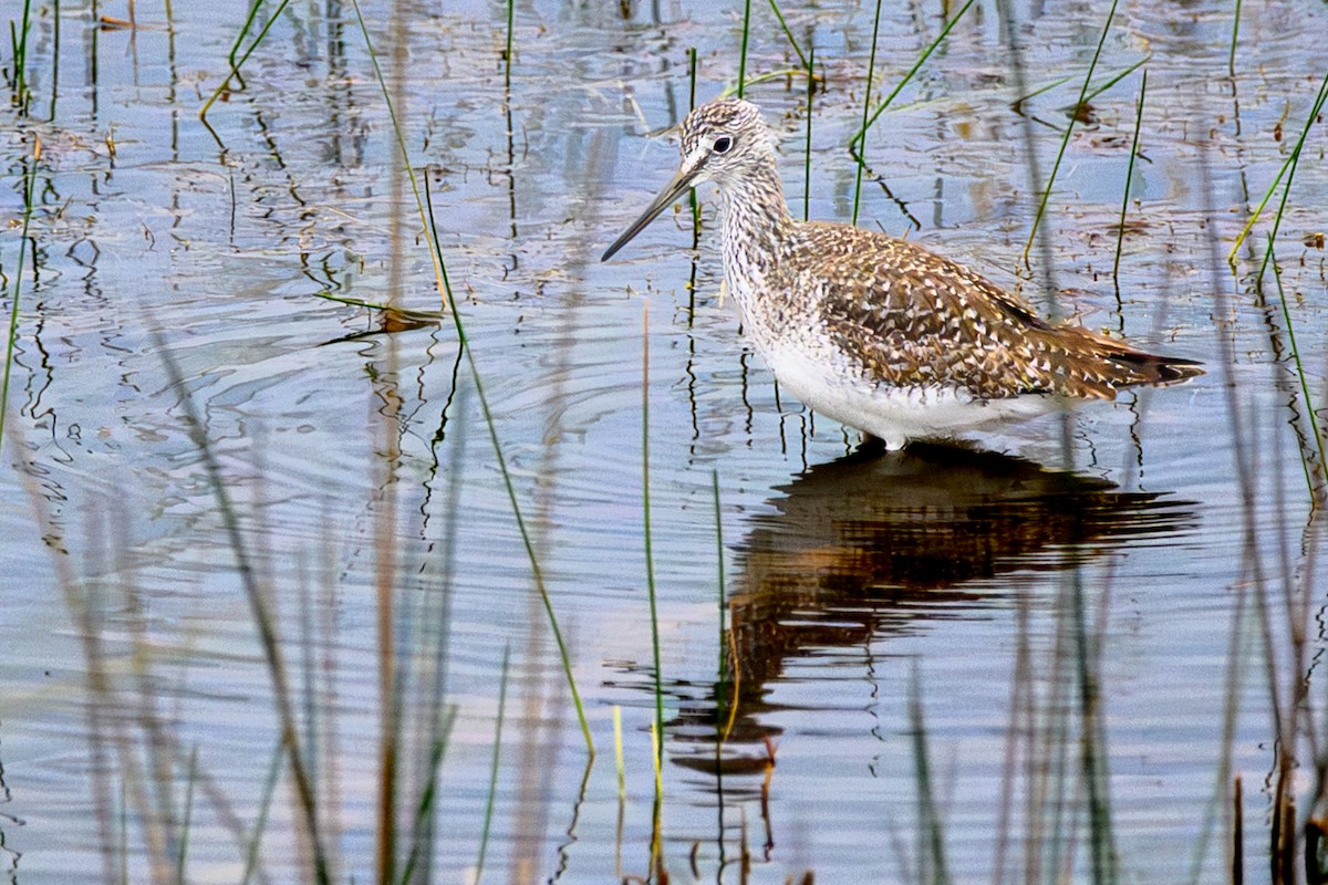 Archibebe Patigualdo Grande - ML646644319