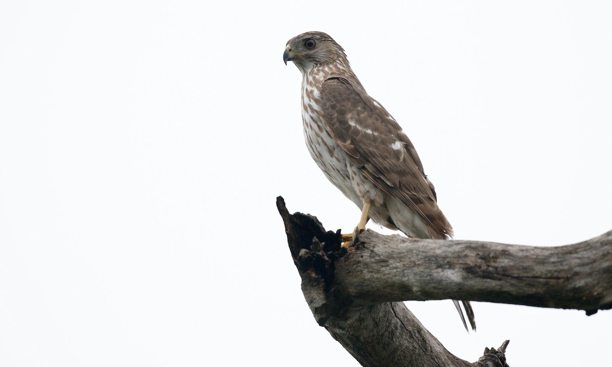 Cooper's Hawk - ML646644320