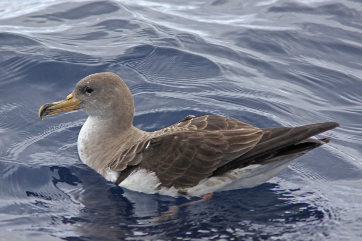 Puffin cendré - ML646644324