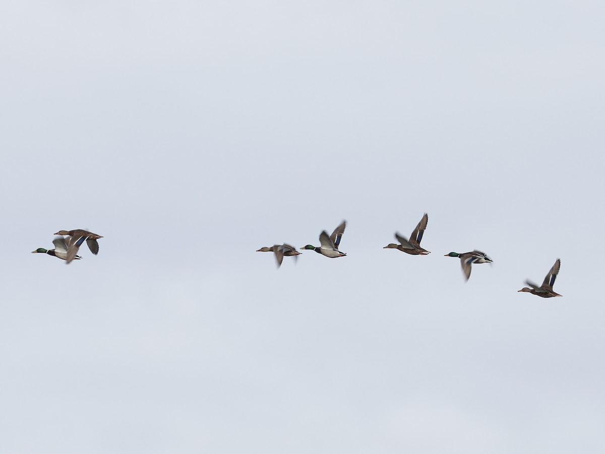 Stockente - ML646644328