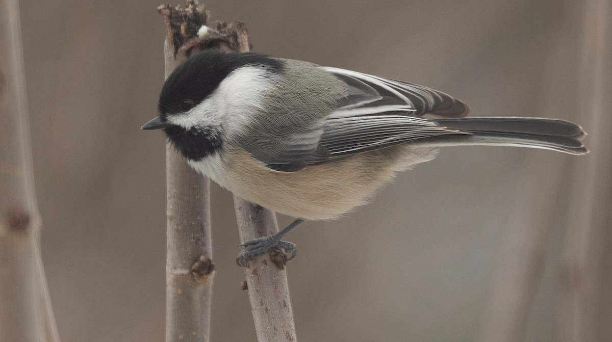 Black-capped Chickadee - ML646644331