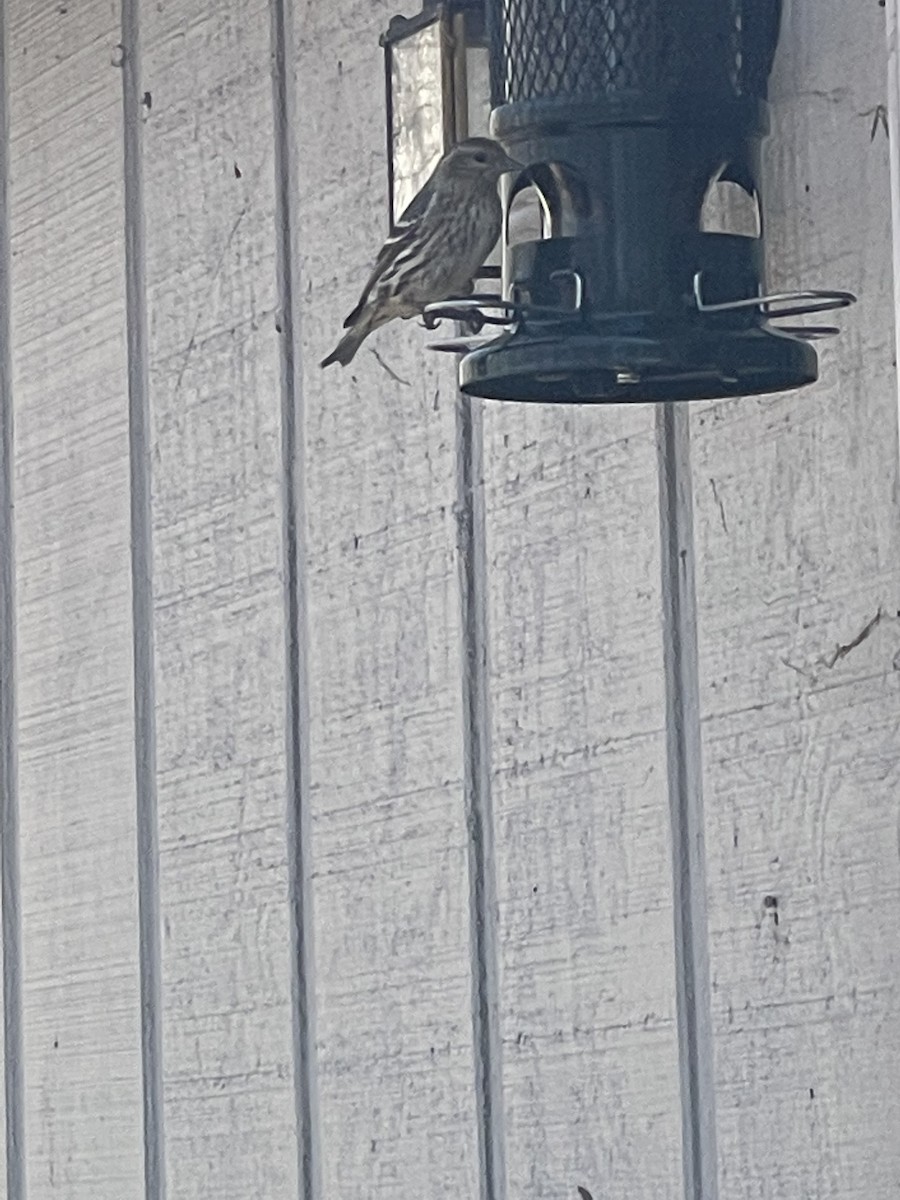 Fichtenzeisig - ML646644334