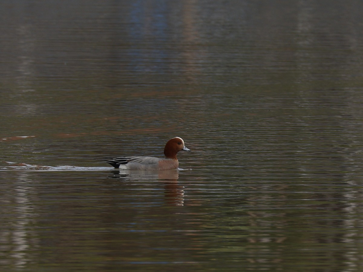 Pfeifente - ML646644339