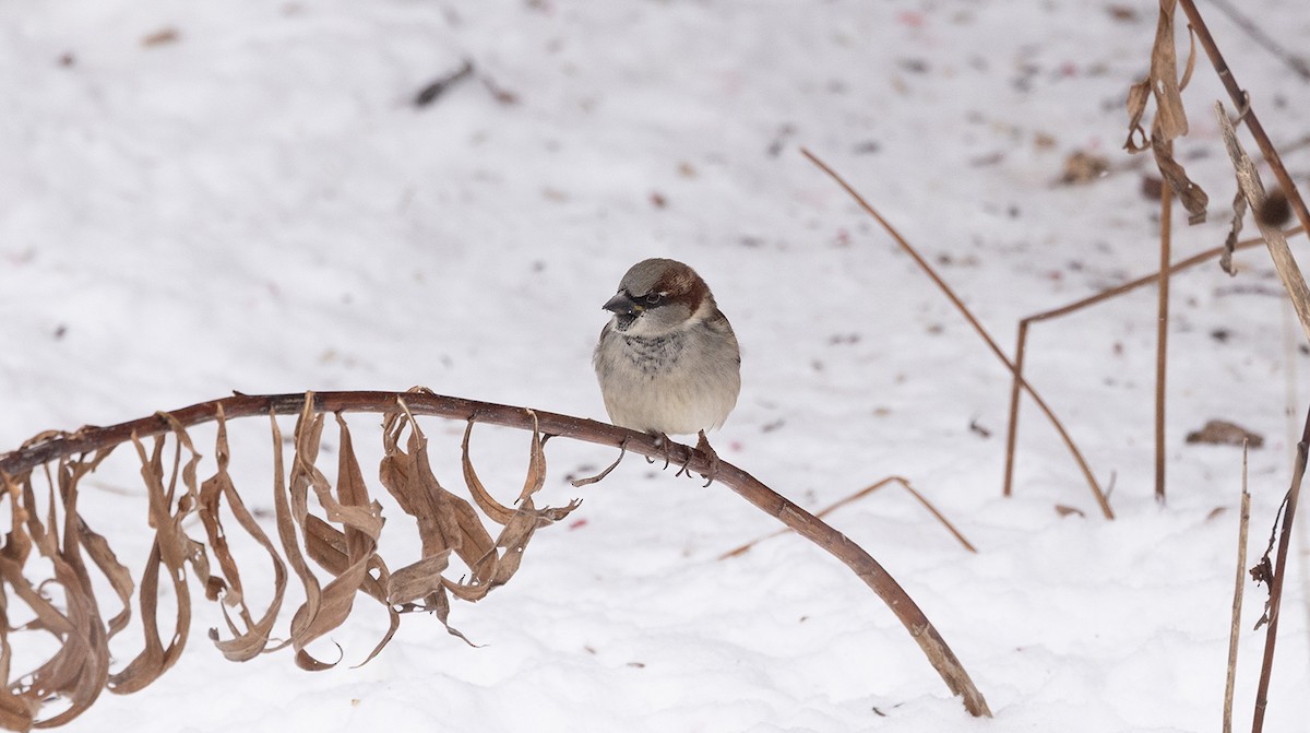 House Sparrow - ML646644342