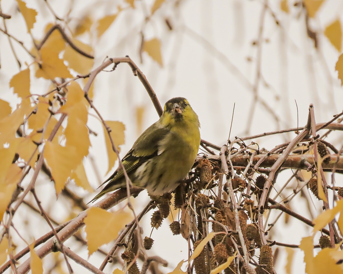 čížek lesní - ML646644344