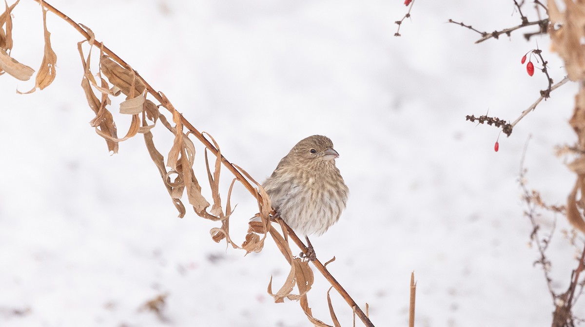 House Finch - ML646644345