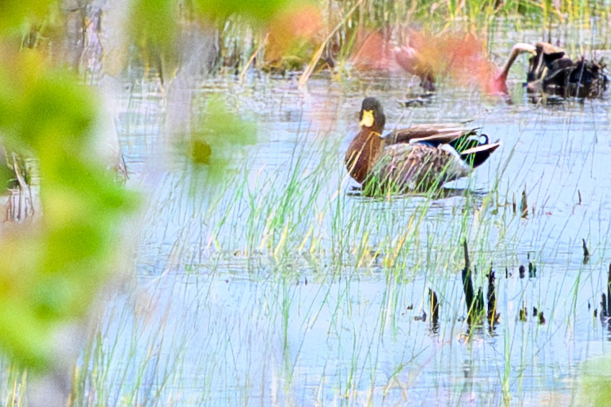 Ánade Azulón - ML646644346