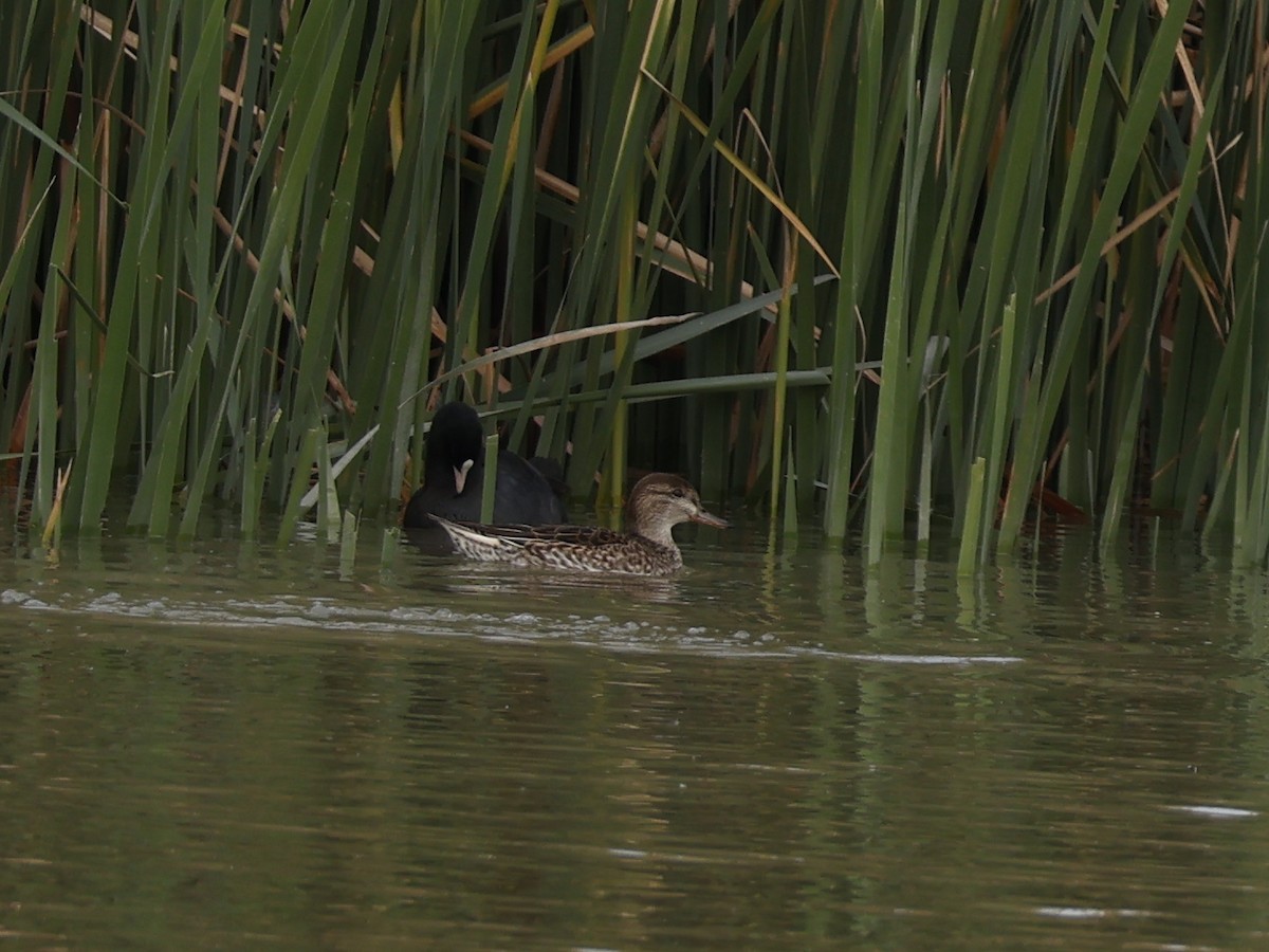 Krickente - ML646644347