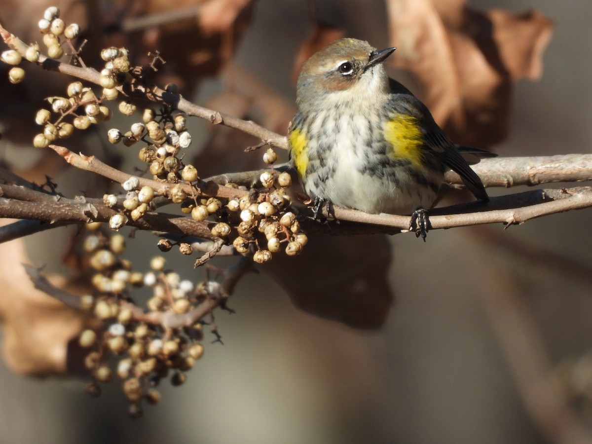 Yellow-rumped Warbler - ML646644349