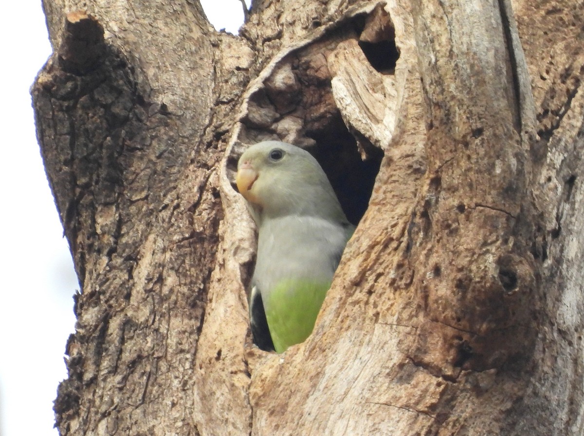 Gray-headed Lovebird - ML646644350