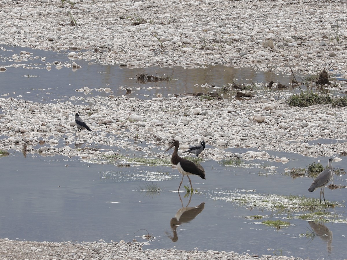 Schwarzstorch - ML646644353