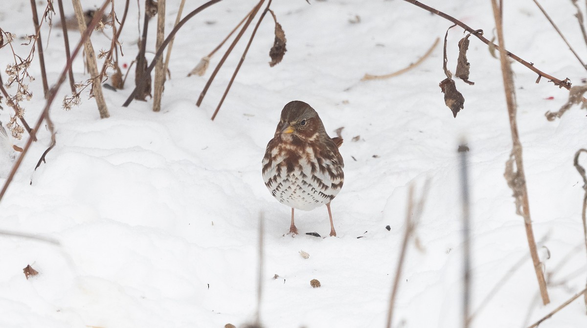Fox Sparrow - ML646644354