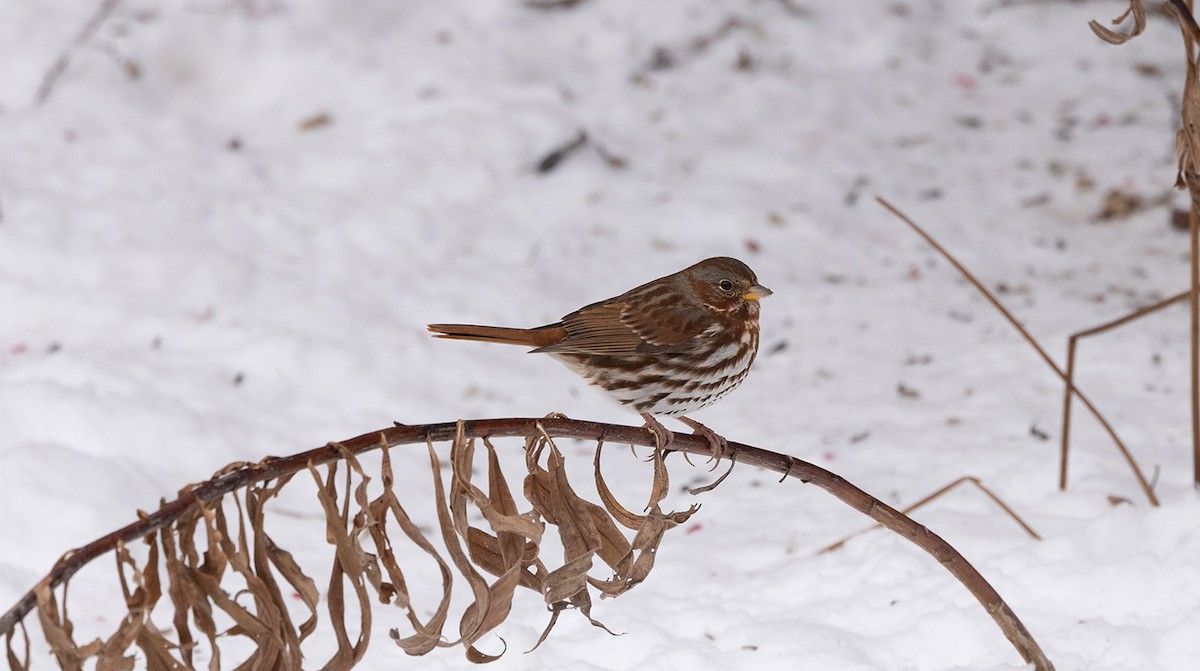 Fox Sparrow - ML646644355