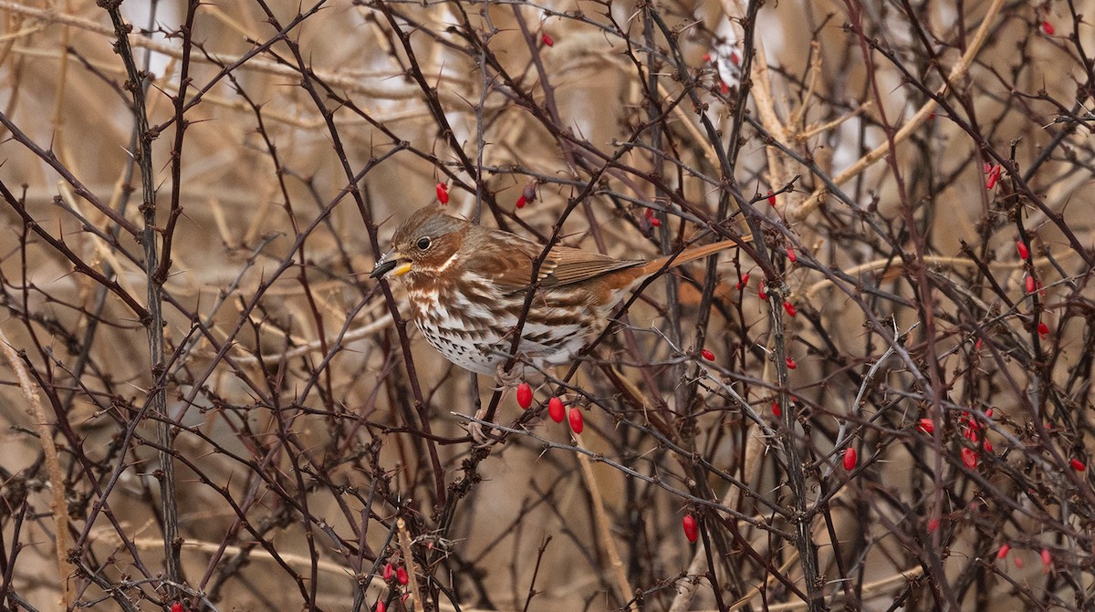 Fox Sparrow - ML646644356