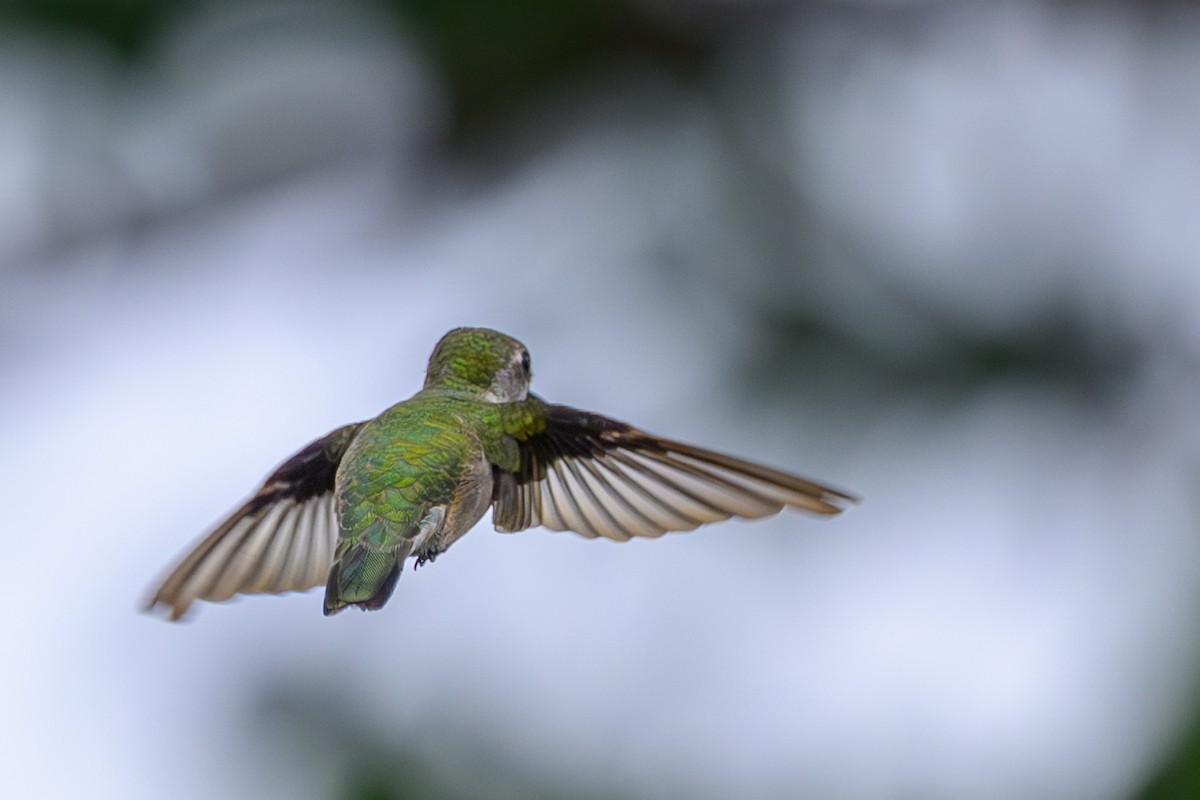 Colibrí Gorjirrubí - ML646644358