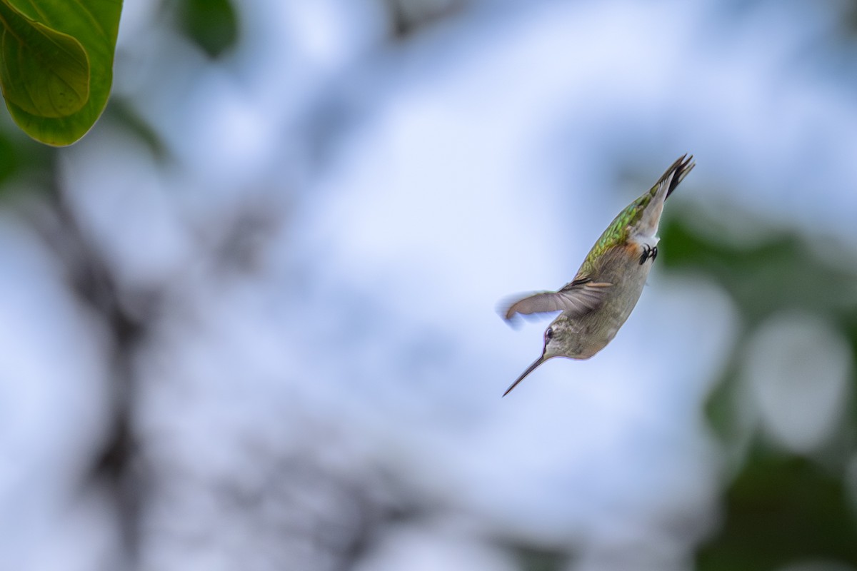 Colibrí Gorjirrubí - ML646644359