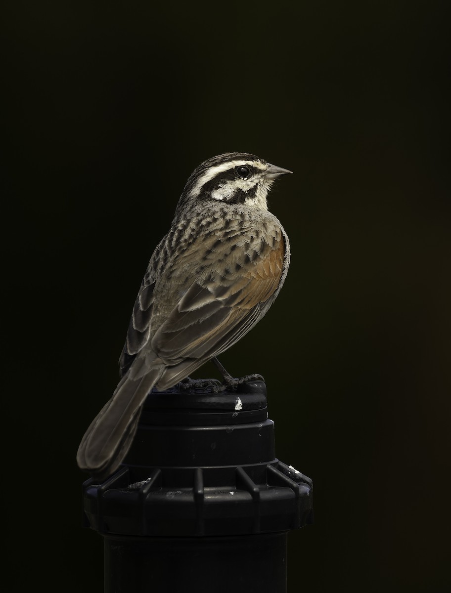 Escribano de el Cabo (grupo capensis) - ML646644360