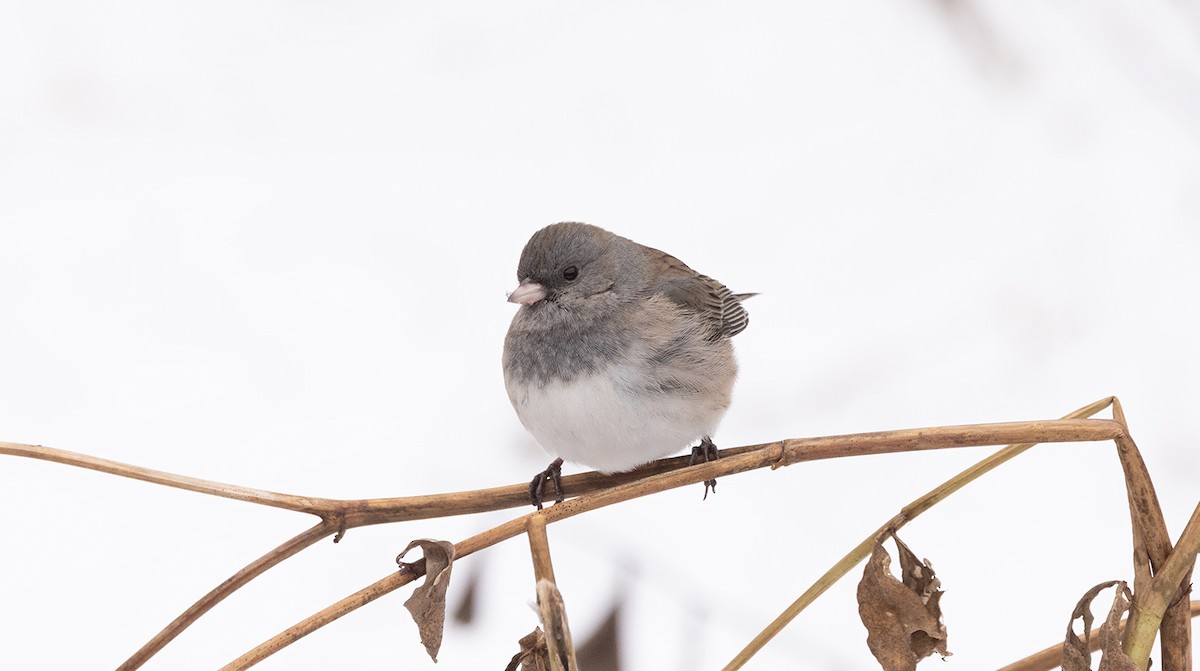 Dark-eyed Junco - ML646644361