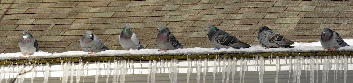 Rock Pigeon (Feral Pigeon) - ML646644362