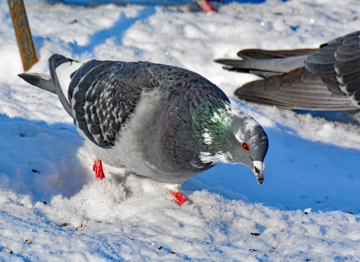 Rock Pigeon (Feral Pigeon) - ML646644363
