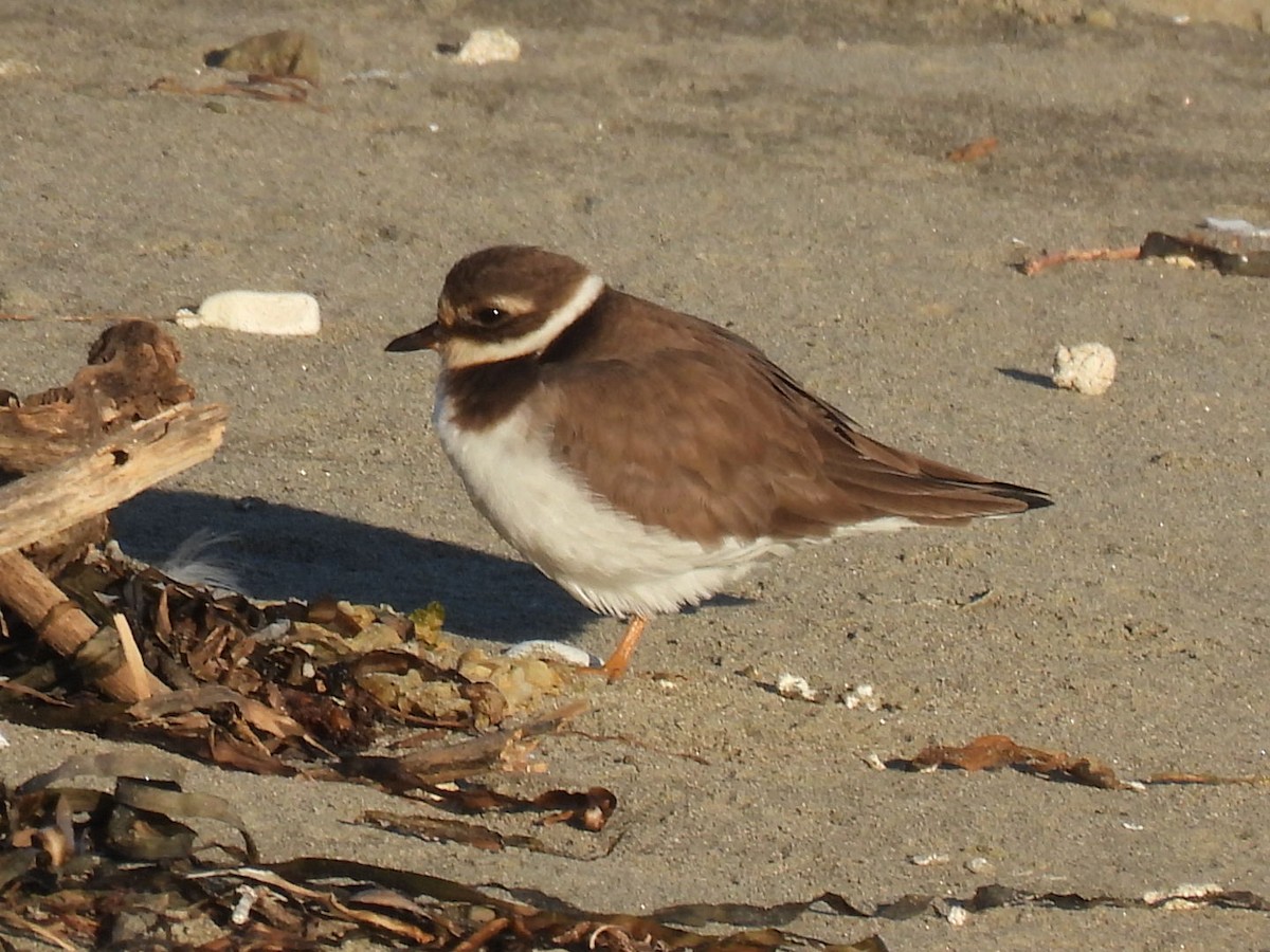 Common Ringed Plover - ML646644364