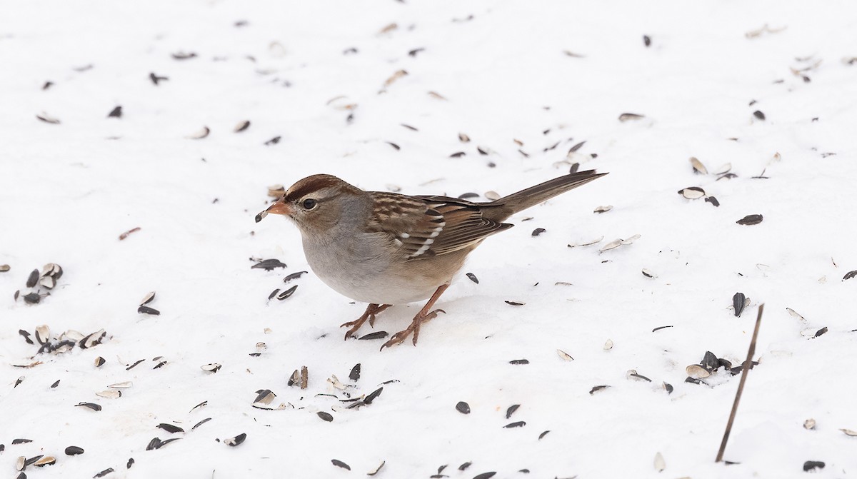 White-crowned Sparrow - ML646644366