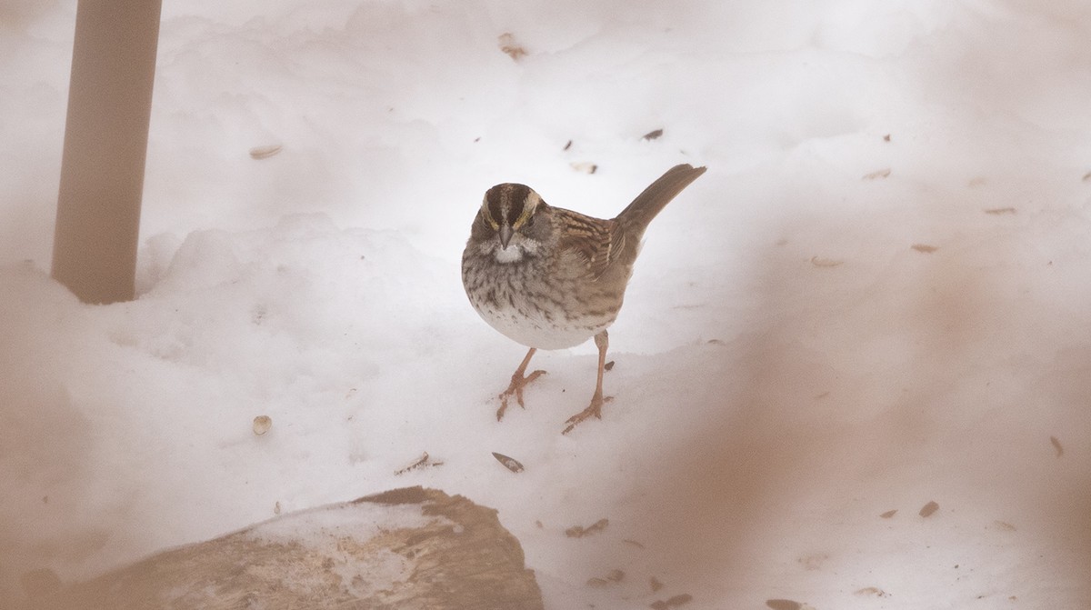 White-throated Sparrow - ML646644367