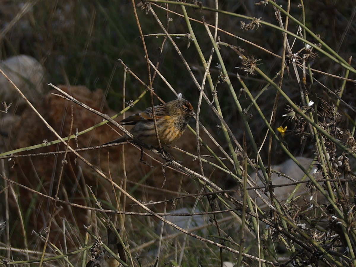 Rotstirngirlitz - ML646644369